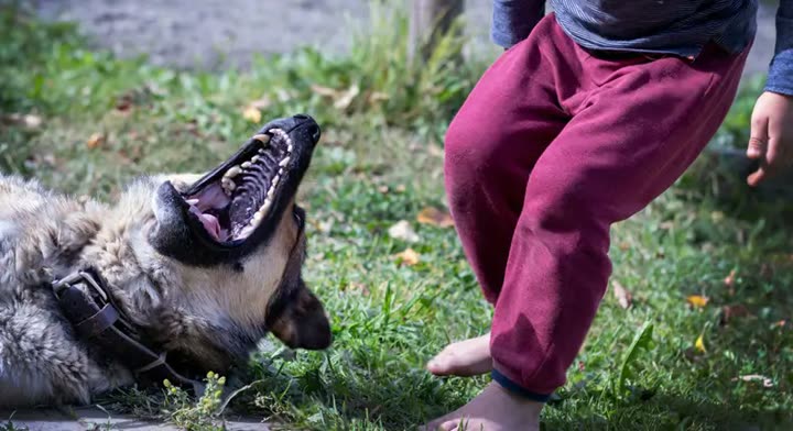 NoBark Ultra